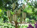 Lilium monadelphum
