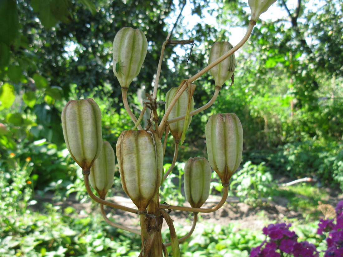 Изображение особи Lilium monadelphum.