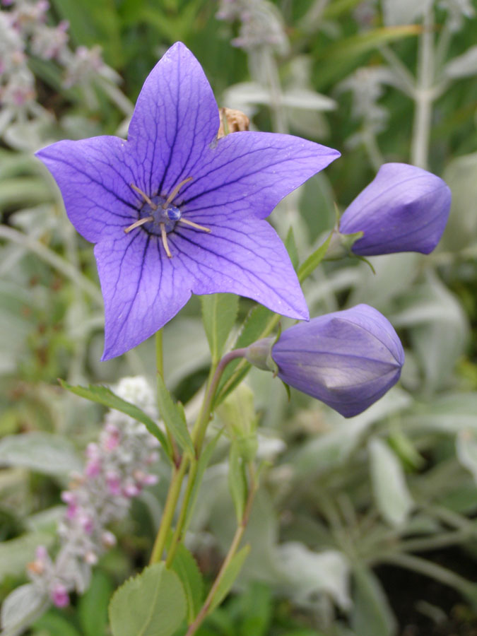 Image of Platycodon grandiflorus specimen.