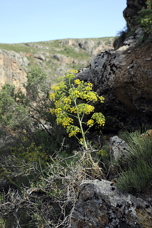 Изображение особи Ferula samarkandica.