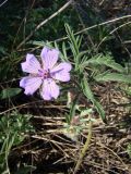 Geranium tuberosum. Цветущее растение. Север Краснодарского края, Кущёвский заказник. 20.04.2009.