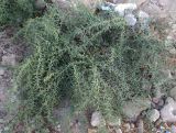 Alhagi maurorum. Растение на пустыре. Израиль, Беэр-Шева. 16.09.2012.