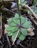 Arabidopsis thaliana