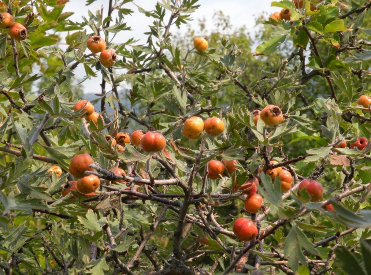 Изображение особи Crataegus orientalis.