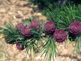 Larix kamtschatica