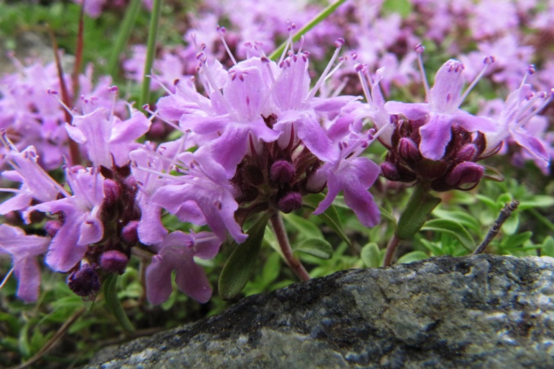 Изображение особи род Thymus.