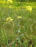 Brassica campestris