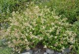 Aconogonon jurii
