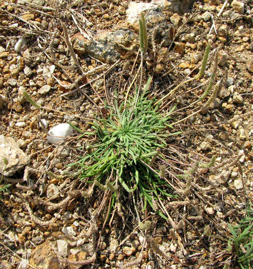 Изображение особи Plantago coronopus.