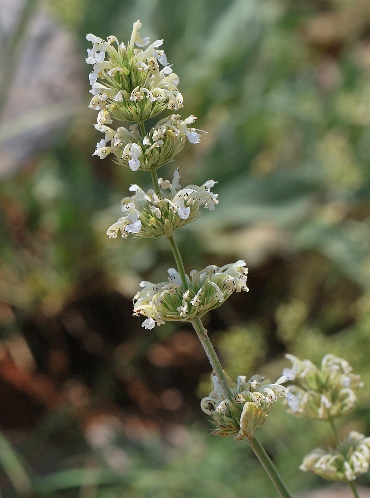 Изображение особи Nepeta italica.