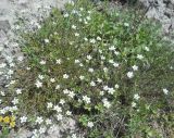 Minuartia oreina