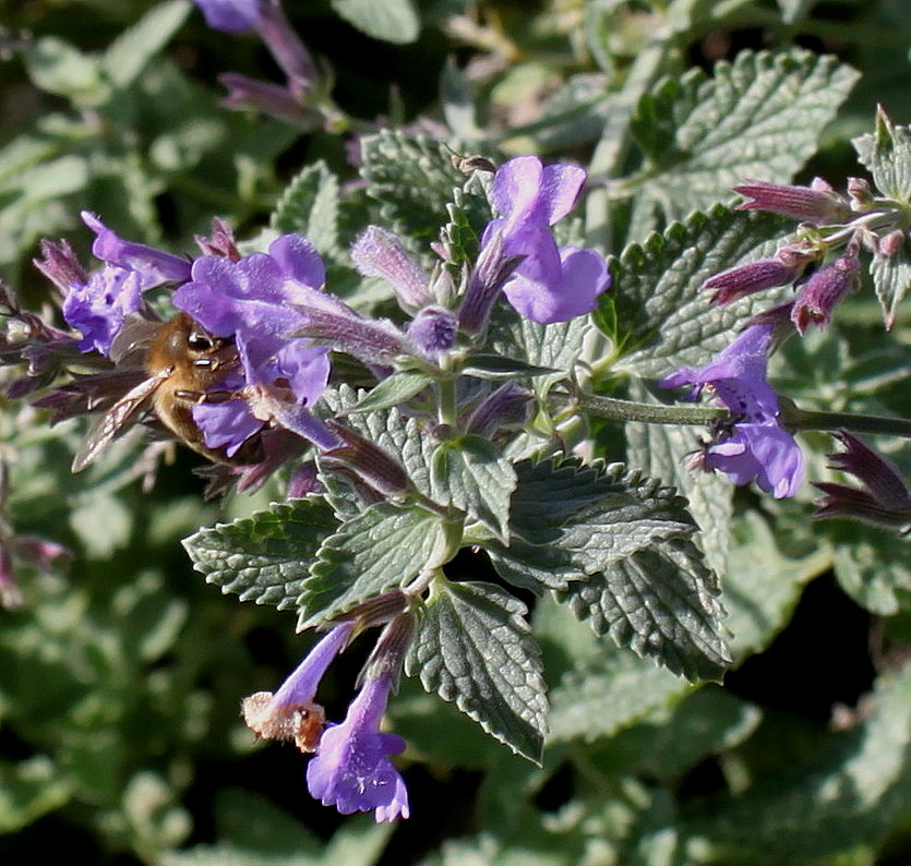 Изображение особи Nepeta &times; faassenii.