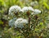 Ledum palustre