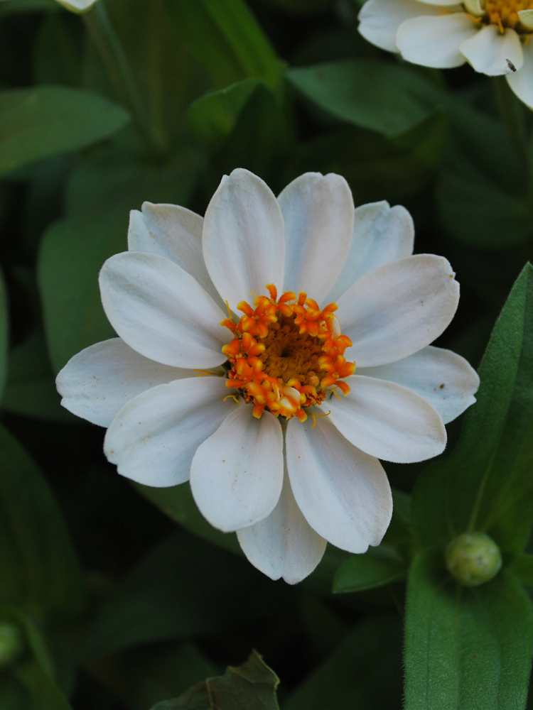 Image of Zinnia elegans specimen.