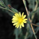 Lactuca serriola