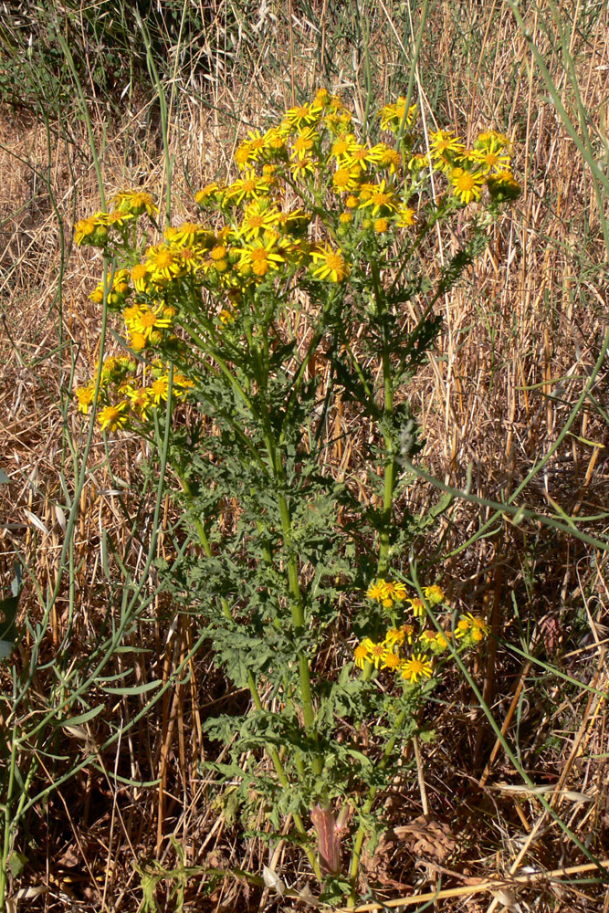 Изображение особи род Senecio.