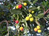 Arbutus unedo