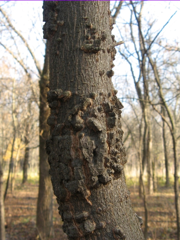 Image of Celtis australis specimen.