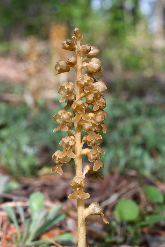 Image of Neottia nidus-avis specimen.