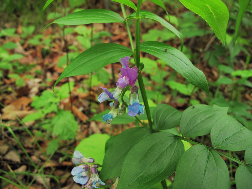 Изображение особи Lathyrus komarovii.