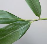 Phyllostachys viridis. Верхушка побега с основаниями листьев. Германия, г. Кемпен, у велосипедной дорожки. 28.03.2013.