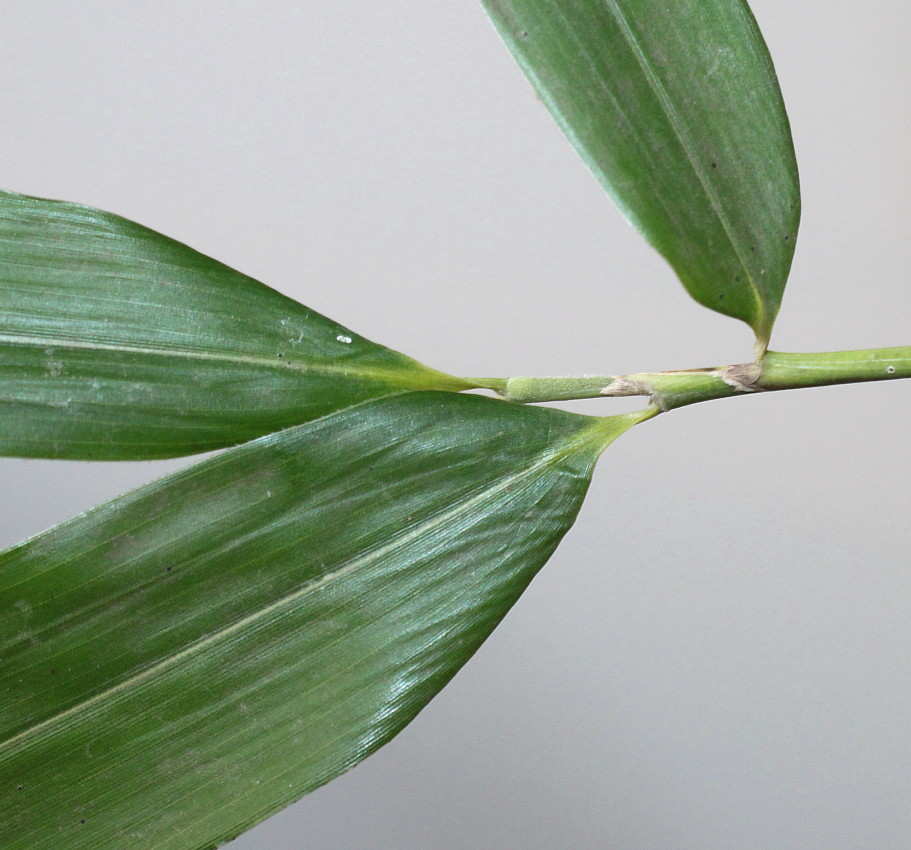 Изображение особи Phyllostachys viridis.