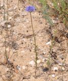 Jasione heldreichii
