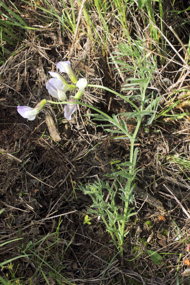 Изображение особи Vicia subvillosa.