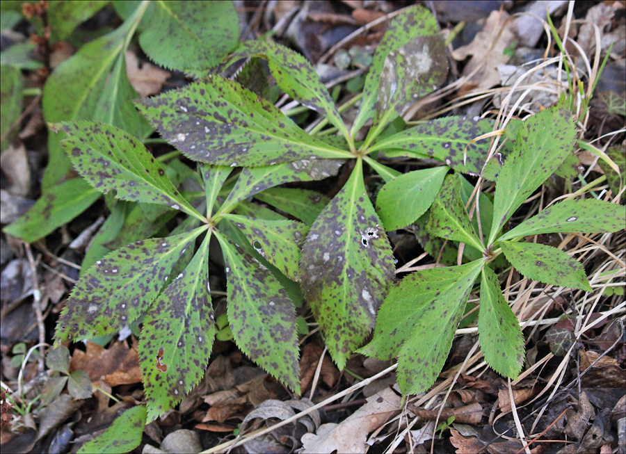 Image of Helleborus caucasicus specimen.