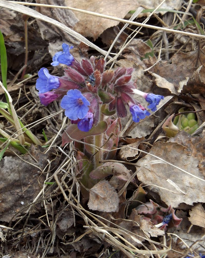 Image of Pulmonaria mollis specimen.