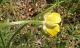 Ranunculus polyanthemos. Цветок со стороны чашечки. Украина, г. Запорожье, возле оз. Кушугум. 04.05.2013.