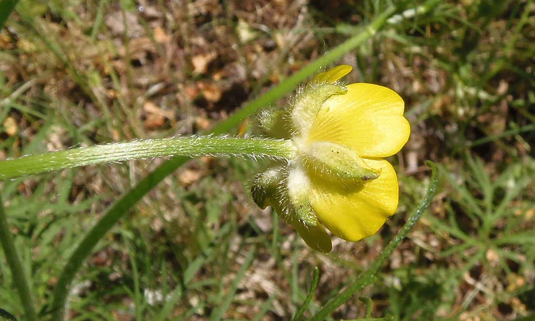 Image of Ranunculus polyanthemos specimen.