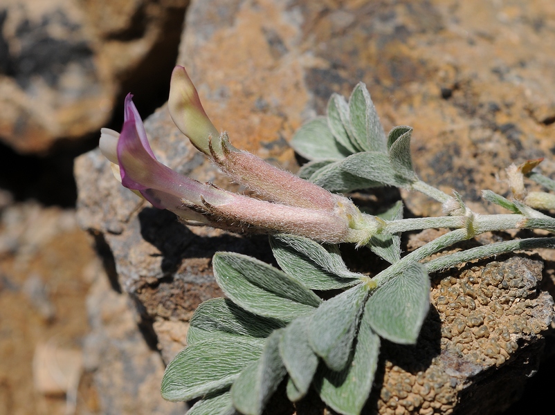 Image of Astragalus neo-popovii specimen.