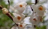 Halesia carolina
