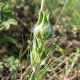 Potentilla astracanica