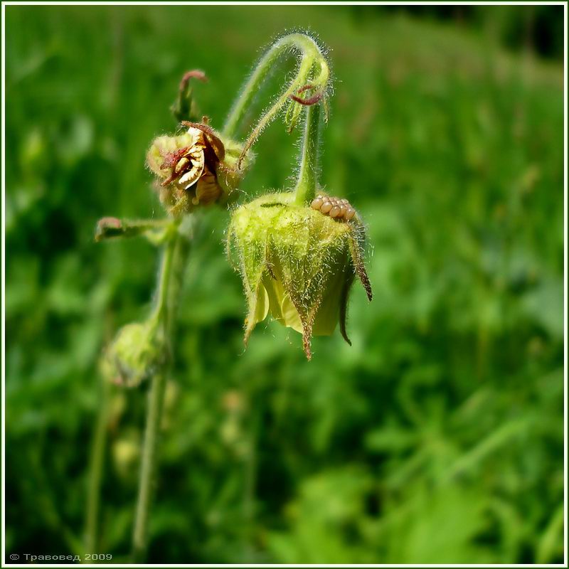 Изображение особи Geum × intermedium.