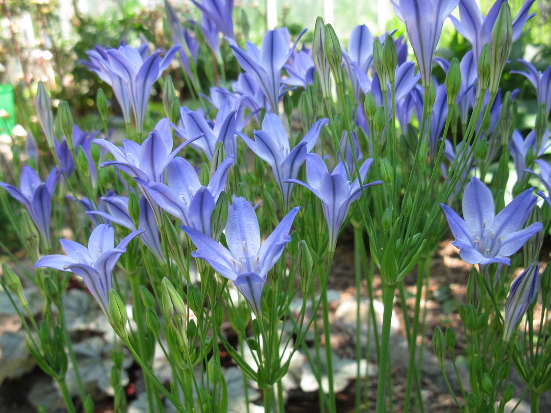 Image of Triteleia laxa specimen.