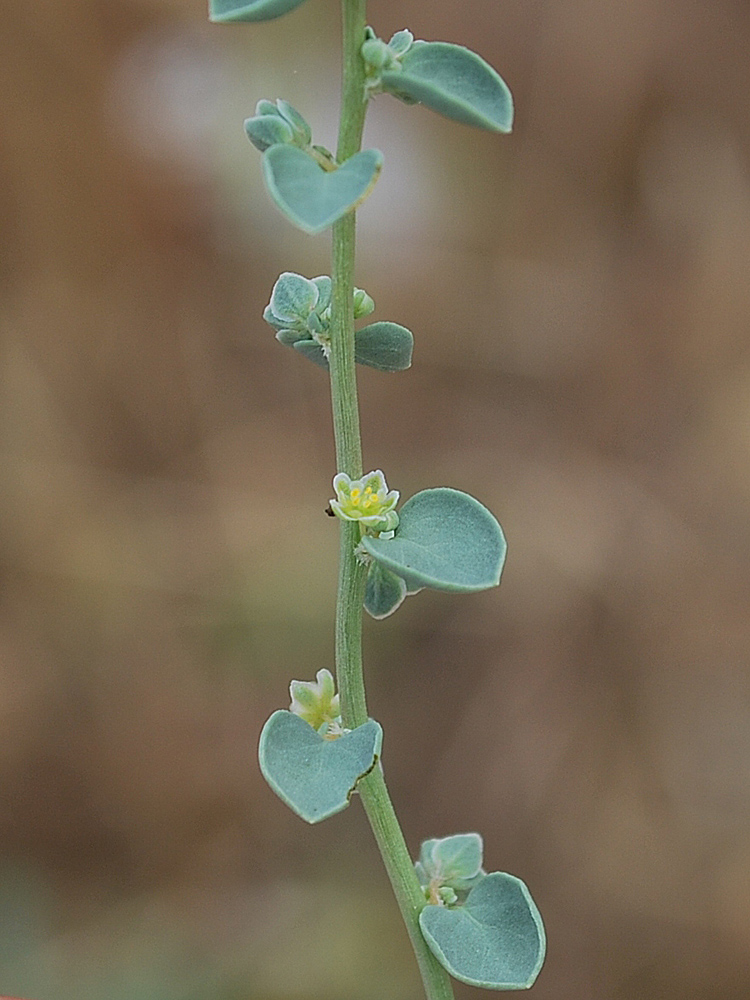 Image of Andrachne rotundifolia specimen.