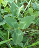 Trifolium ambiguum. Листья. Крым, Симферополь, городской парк. 14.06.2013.