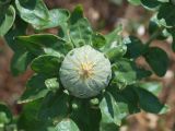 Carthamus tinctorius