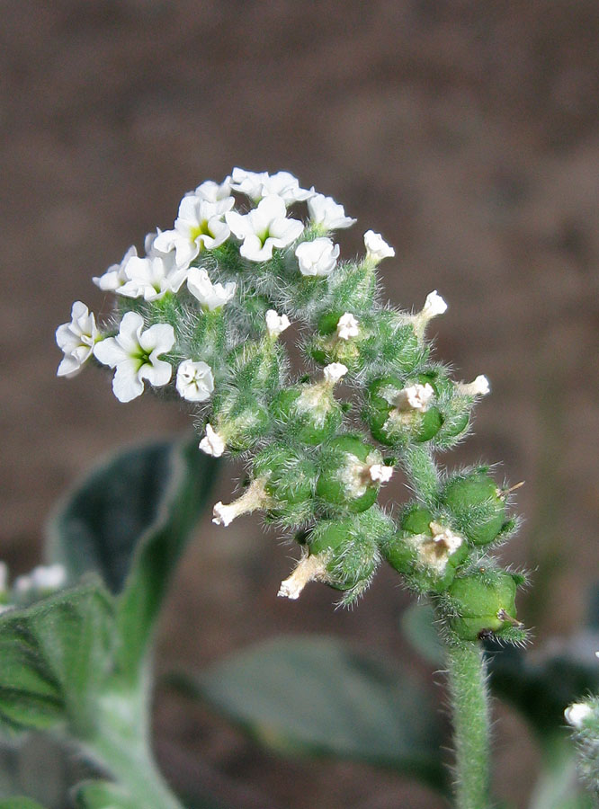 Изображение особи Heliotropium europaeum.