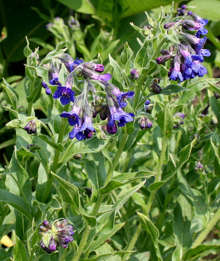 Image of Lindelofia longiflora specimen.