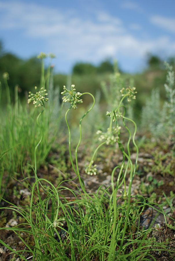 Изображение особи Allium flavescens.