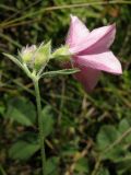 Convolvulus cantabrica