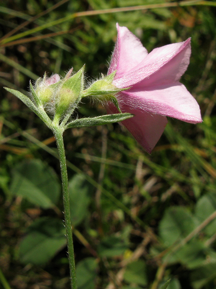 Image of Convolvulus cantabrica specimen.