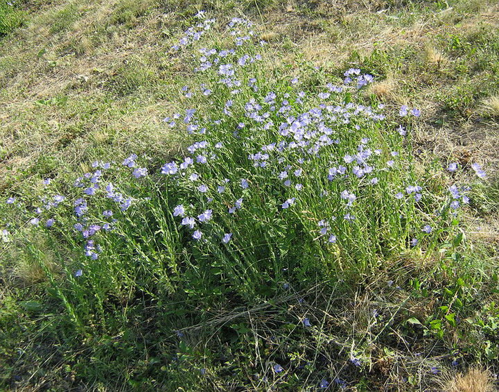 Image of Linum lanuginosum specimen.