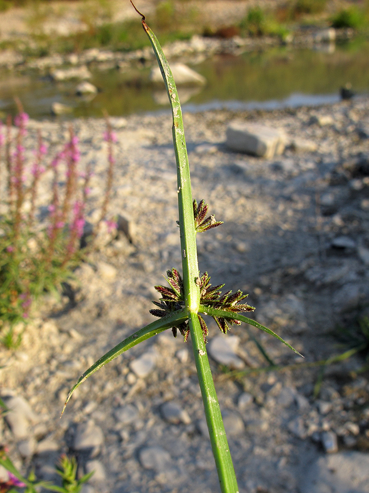 Image of Cyperus fuscus specimen.