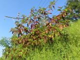 Phytolacca americana