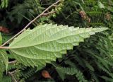 Laportea bulbifera