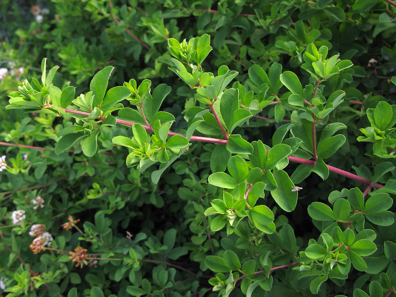 Image of Dorycnium graecum specimen.